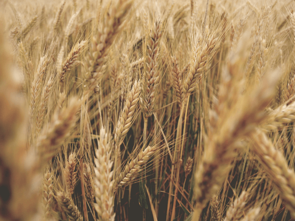 5 Wheat Allergy Symptoms You Might Be Missing